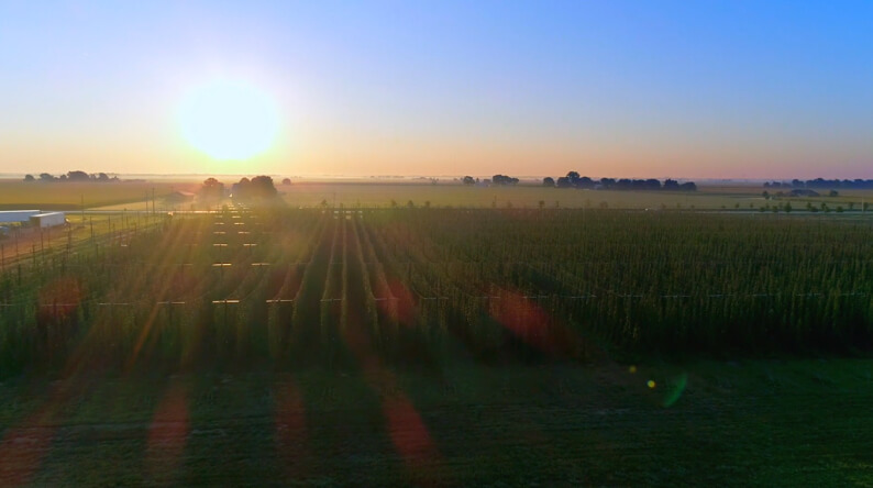 Beautiful sunrise over a hop field in Ottawa, IL
